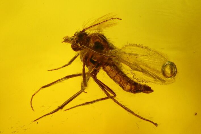 Detailed Fossil Fly (Diptera) In Baltic Amber #207485